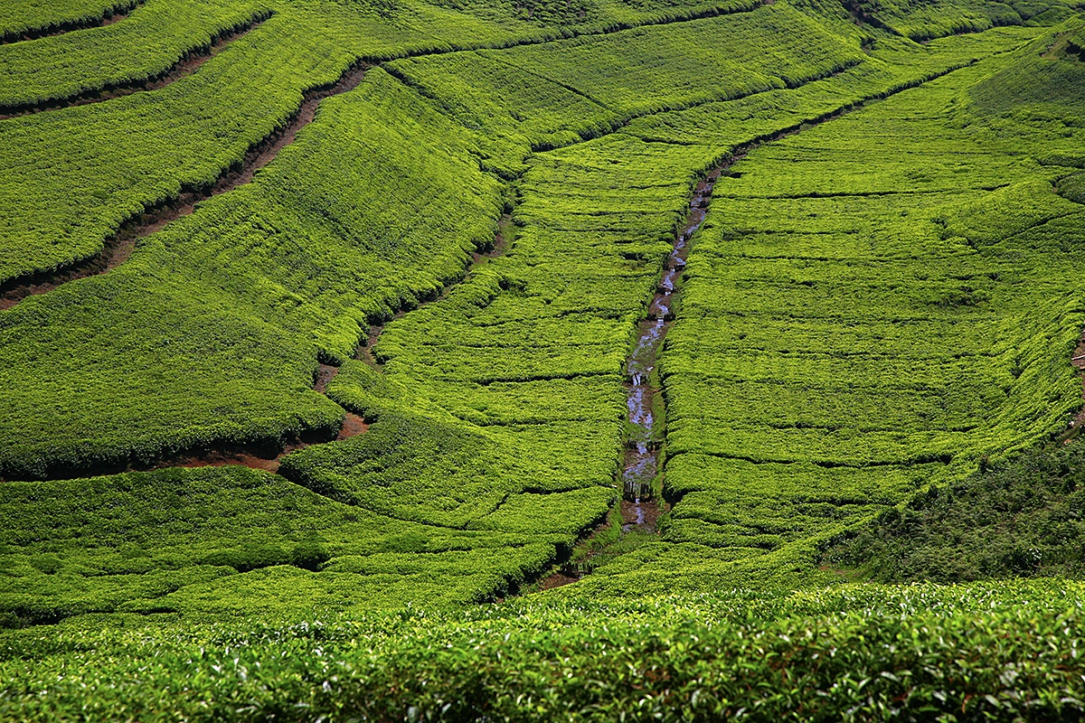 Čajové plantáže ve Rwandě